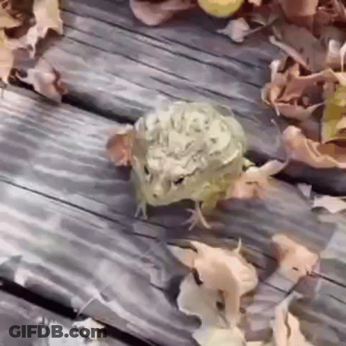 Frog Walking On Wooden Deck With Leaves GIF