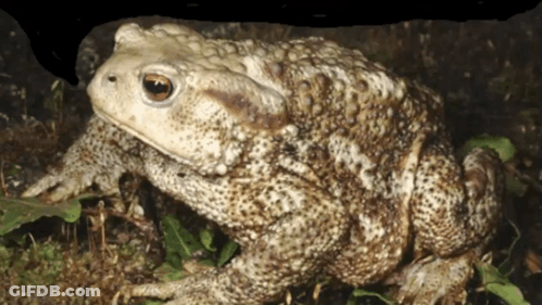 Frog With Brown Eye GIF