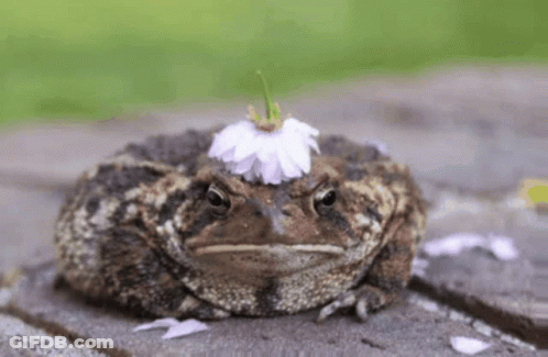 Frog With Flower On Head GIF