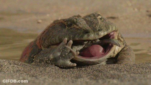 Frog With Mouth Open And Tongue Out GIF