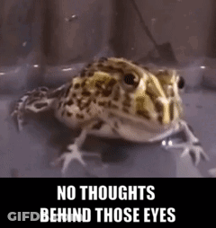 Frog With No Thoughts Behind Those Eyes GIF
