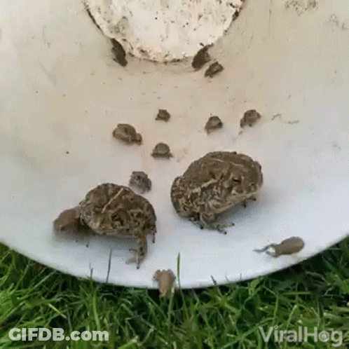 Frogs Sitting On Plate Saying Viralhog GIF
