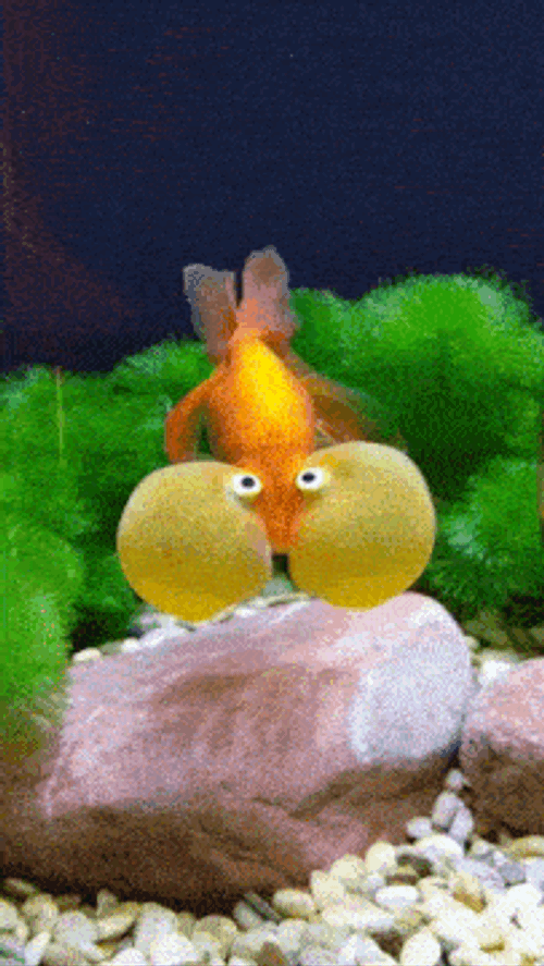 Full Fish GIF