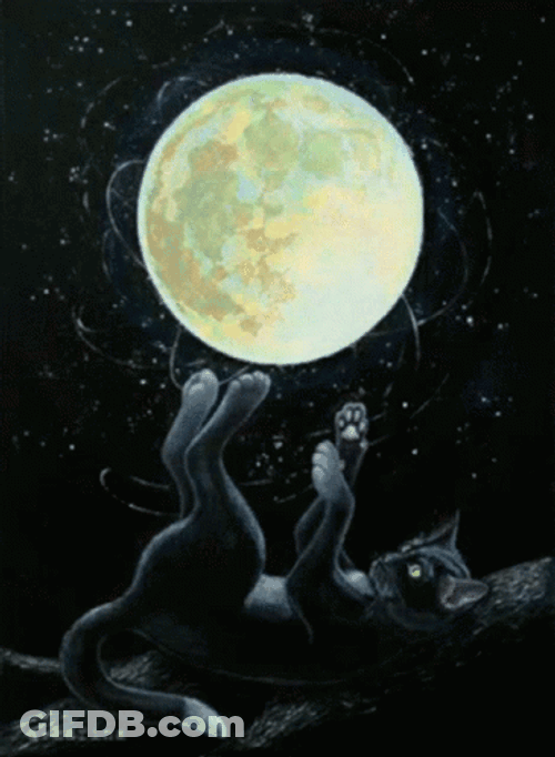 Full Moon Black Cat GIF