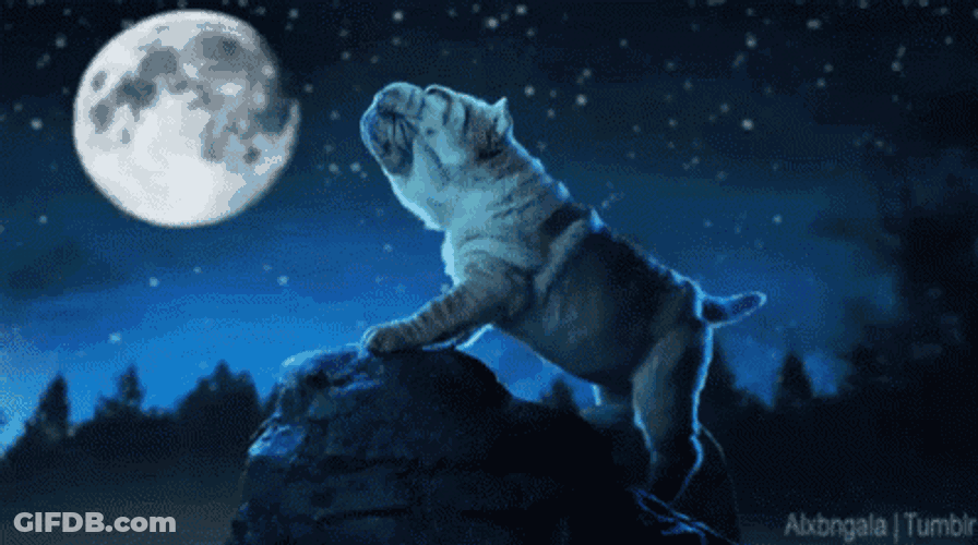 Full Moon GIF