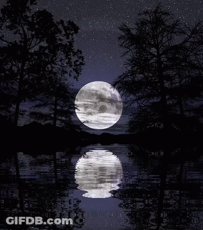 Full Moon Reflected In Water Surrounded By Trees GIF
