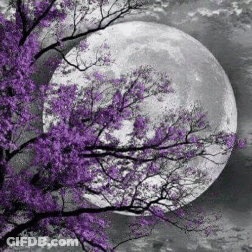 Full Moon With Purple Flowers GIF