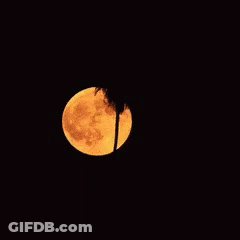 Full Moon With Silhouetted Palm Tree GIF