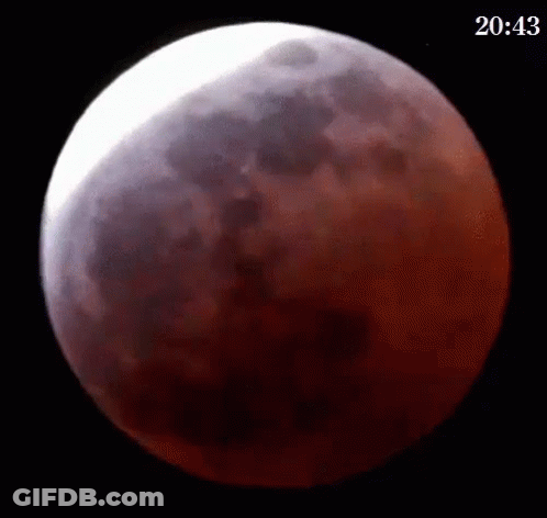 Full Moon With Tree Silhouette GIF