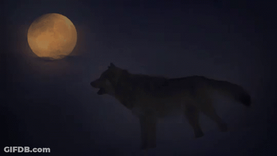 Full Moon Wolf Shouting GIF