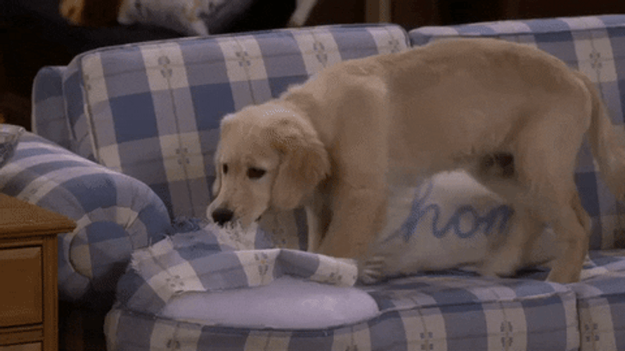 Fuller House Dog Destroying Pillow GIF