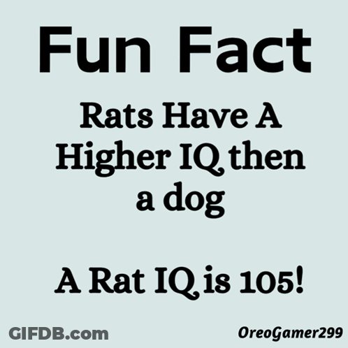 Fun Fact Rats Have Higher IQ Than Dogs GIF