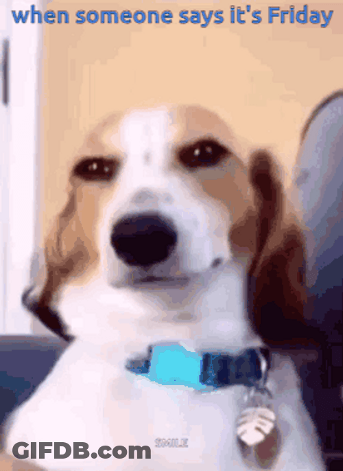Fun Friday Dog Smug Face GIF