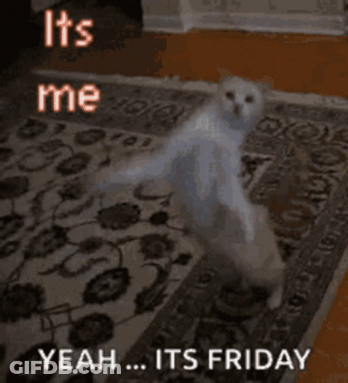 Fun Friday Speedy Cat GIF