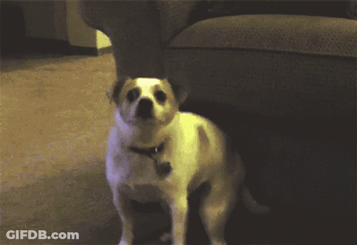 Funky Dancing Dog Moves GIF
