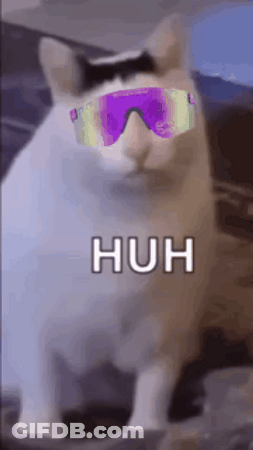 Funky Huh Cat Meme GIF