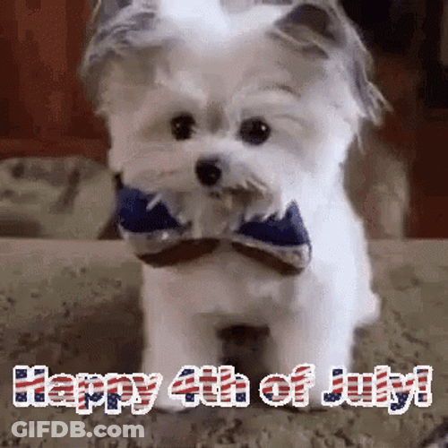 Funny 4Th High Five Cute Dog GIF