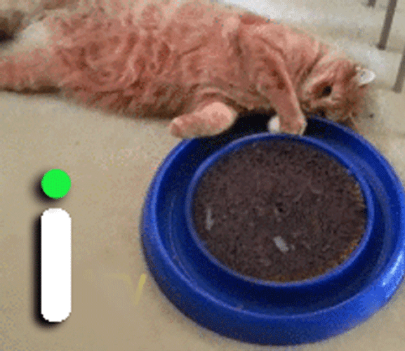 Funny GIF