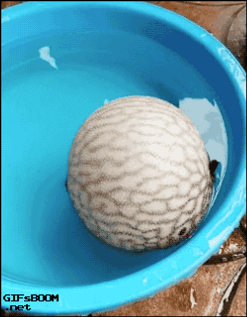 Funny Amazing Pufferfish Deflate GIF