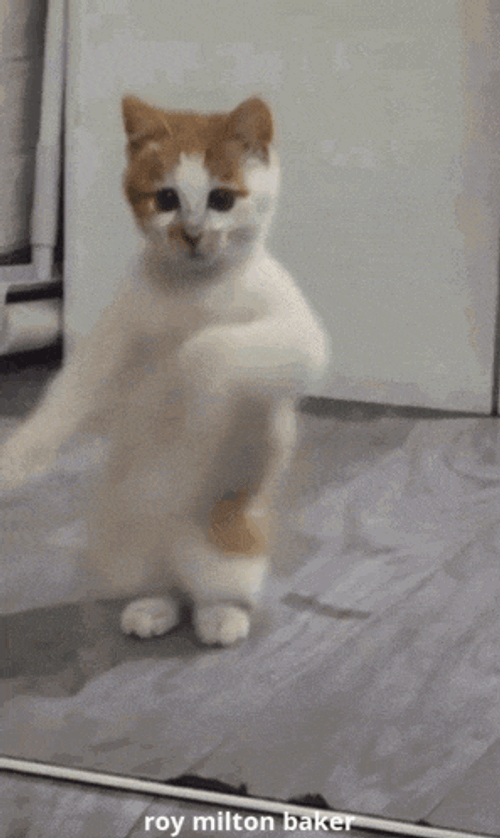 Funny Animal Dancing Cat GIF
