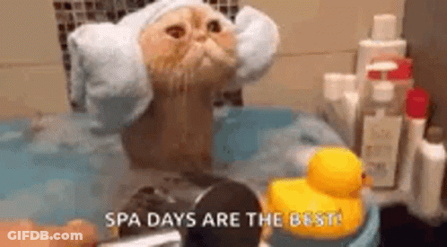 Funny Animals Cats GIF