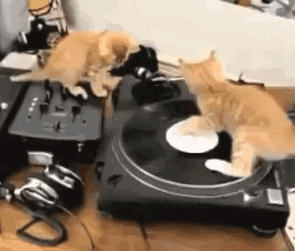 Funny Animals Cute GIF