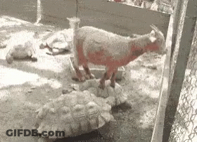 Funny Animals Goat GIF