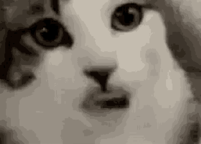 Funny Animals Tongue Out GIF
