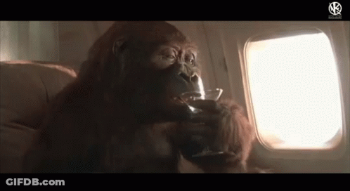 Funny Animals Weekend GIF