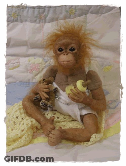 Funny Baby Orangutan Monkey Image Compilation GIF