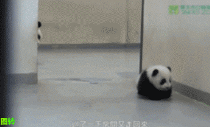 Funny Baby Panda Dragged GIF