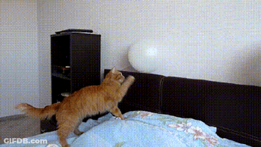 Funny Balloon Pop Scared Cat GIF
