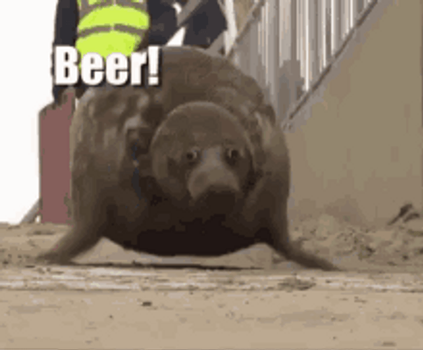 Funny Beer Jump Elephant Seals GIF