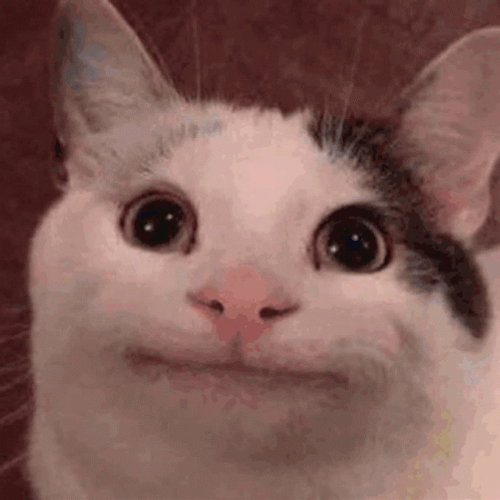 Funny Beluga Cat GIF