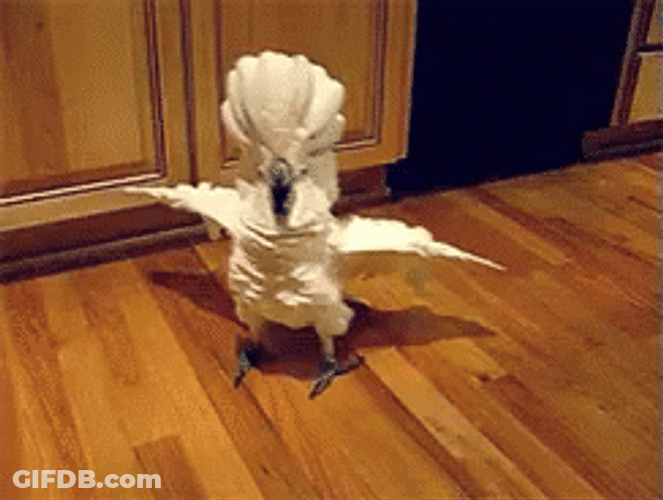 Funny Bird Curious Look GIF