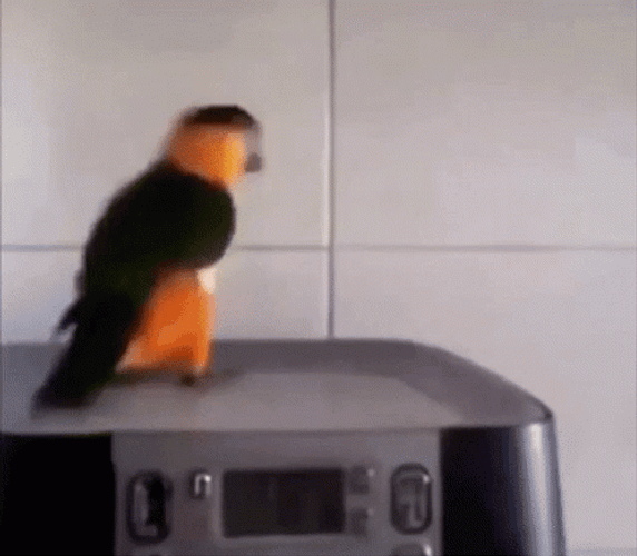 Funny Bird Flopping Over GIF