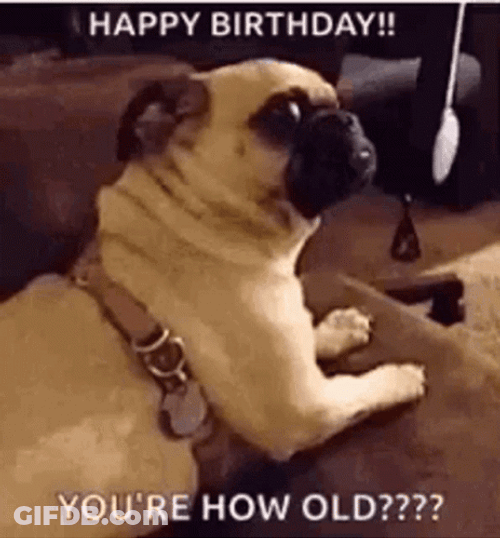 Funny Birthday Pug GIF
