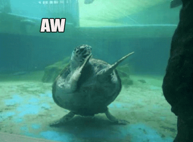 Funny Birthday Turtle Aw Yeah GIF