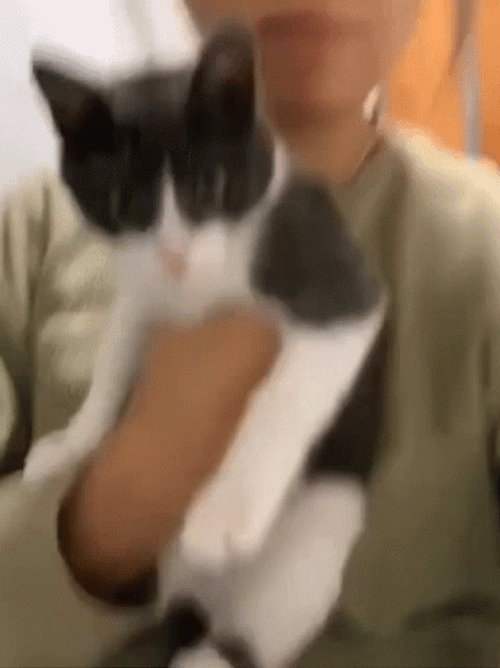 Funny Black And White Scared Cat GIF