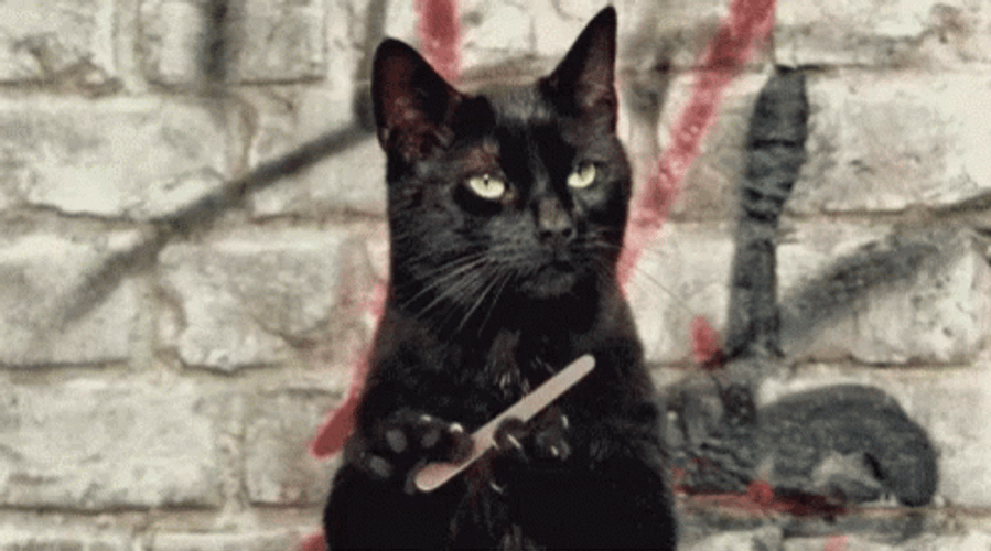 Funny Black Cat Cleaning His Nails While Plotting GIF