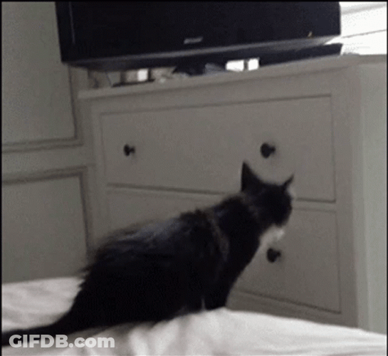 Funny Black Cat Fail Jump GIF