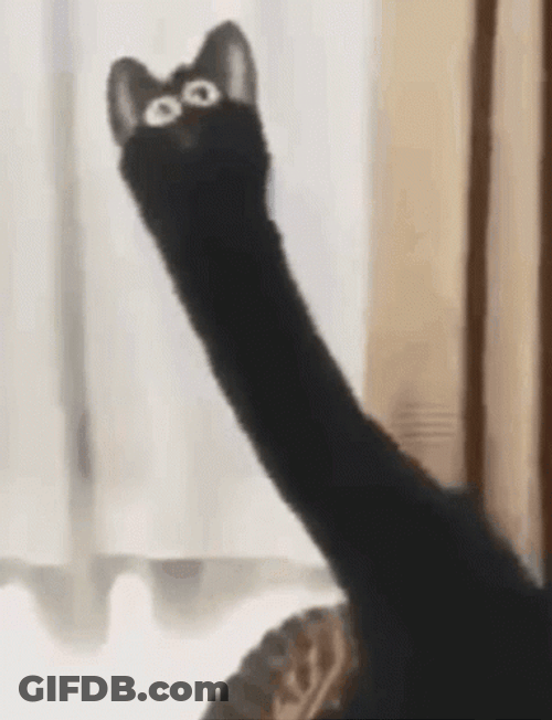 Funny Black Cat Meme GIF