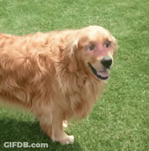 Funny Blinking Guy Retriever Dog Meme GIF