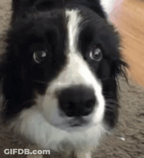Funny Border Collie Pup Googly Eyes GIF