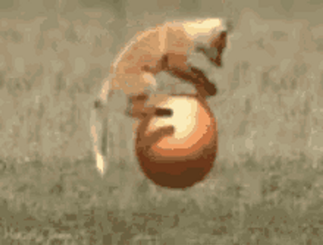 Funny Bouncy Cat GIF