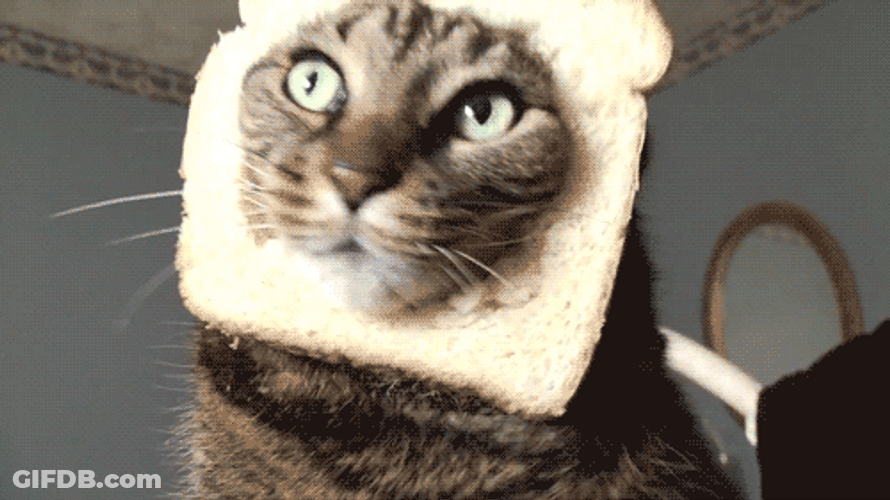 Funny Bread Mask Scared Cat GIF