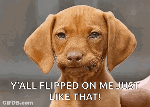 Funny Brown Puppy Y All Flipped On Me GIF