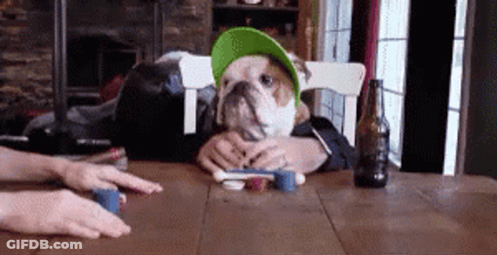 Funny Bulldog Playing Poker GIF