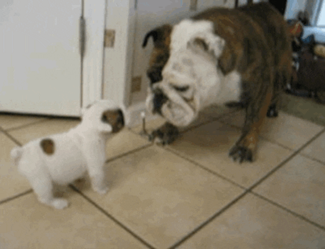 Funny Bulldog GIF
