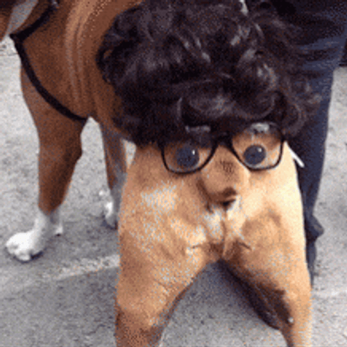 Funny Bums Ptsd Dog GIF